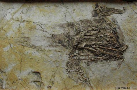 china feathered dinosaur fossil